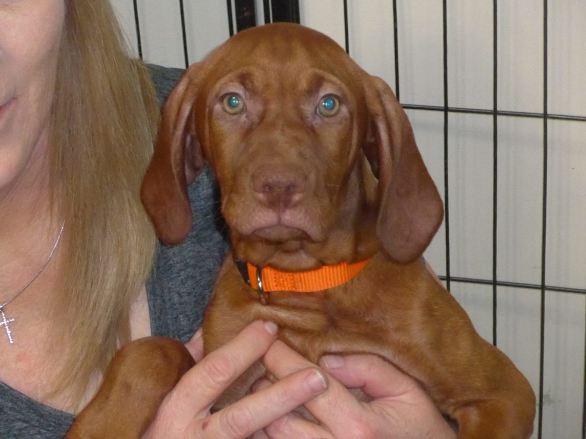 Remington & Rugar's Litter of Vizsla Puppies Born on March 16th - Image 19