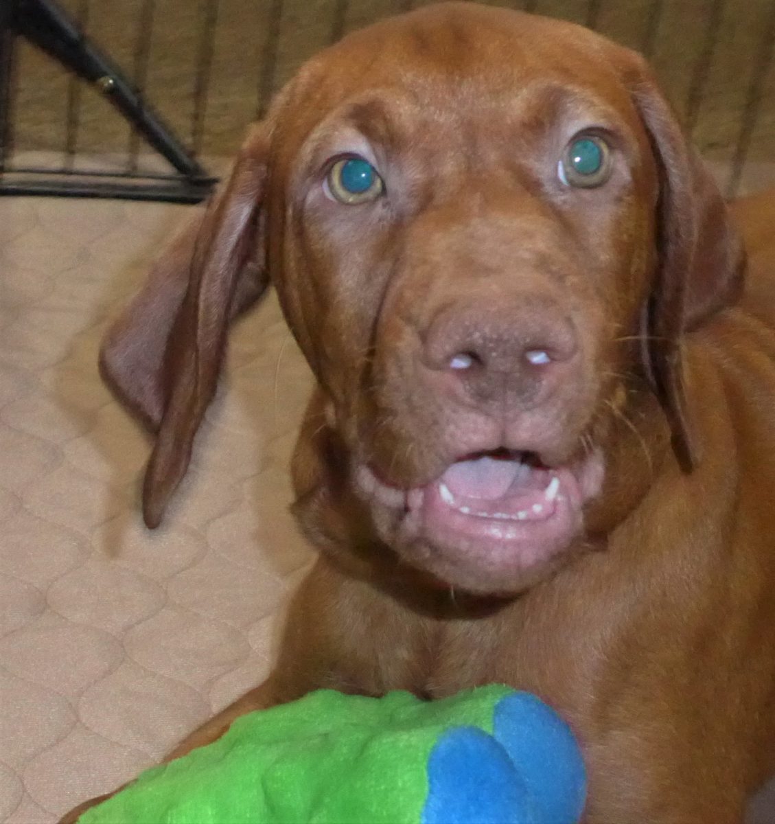 Remington & Rugar's Litter of Vizsla Puppies Born on March 16th - Image 21