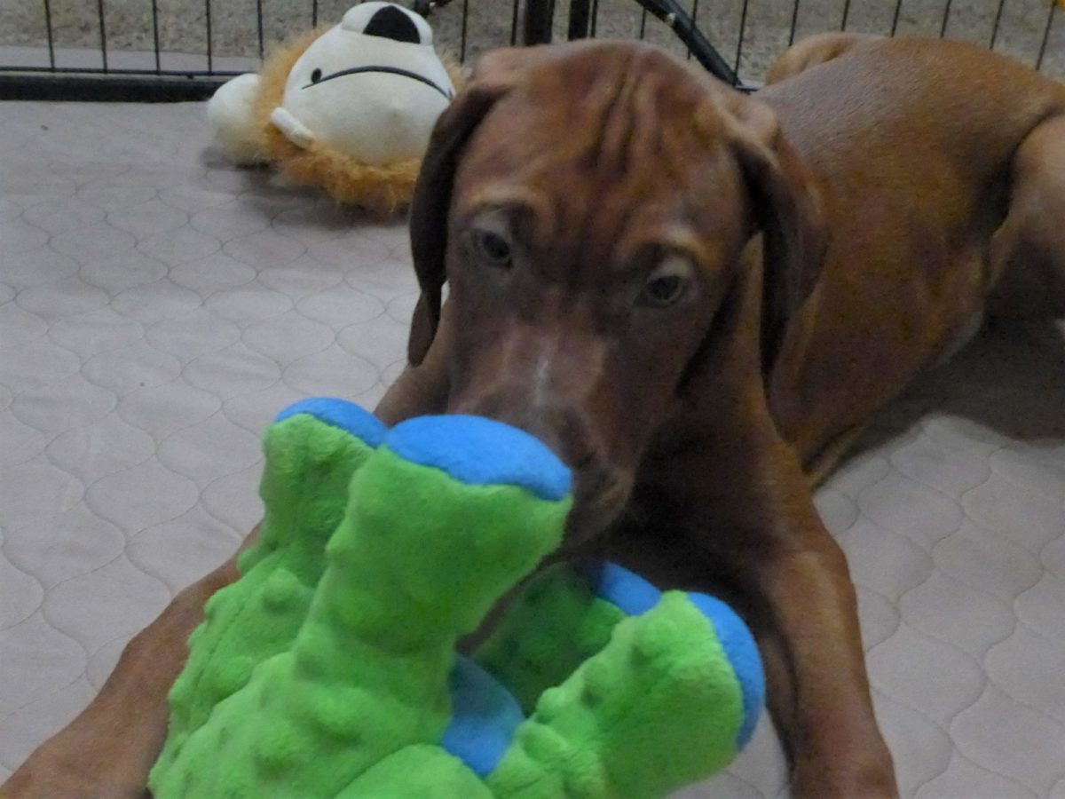 Remington & Rugar's Litter of Vizsla Puppies Born on March 16th - Image 22