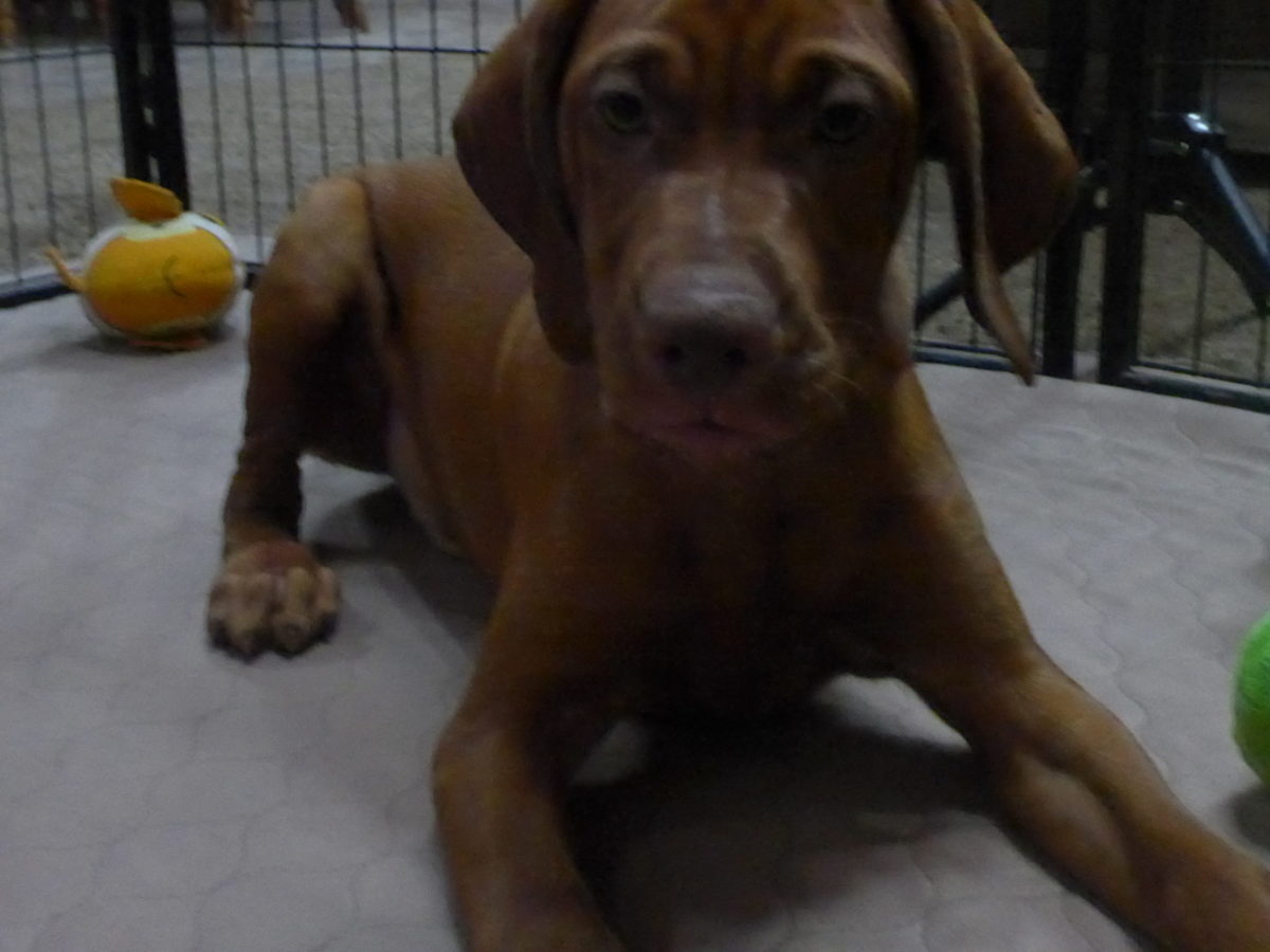 Remington & Rugar's Litter of Vizsla Puppies Born on March 16th - Image 23