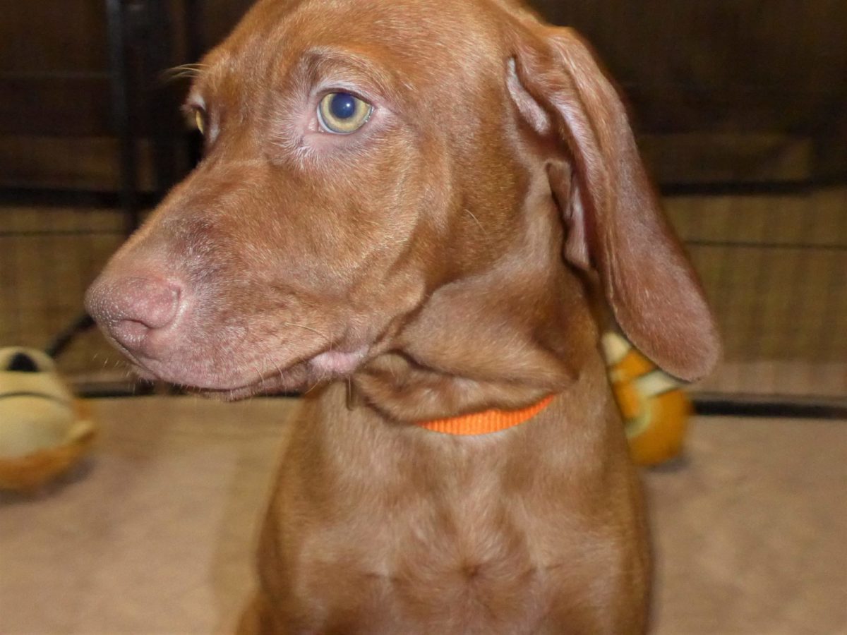 Remington & Rugar's Litter of Vizsla Puppies Born on March 16th - Image 24