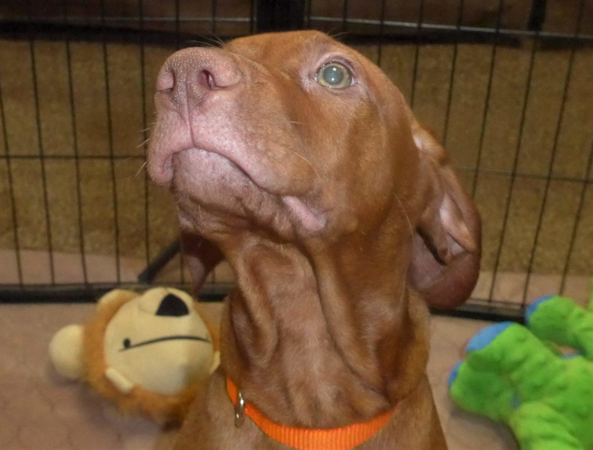 Remington & Rugar's Litter of Vizsla Puppies Born on March 16th - Image 25