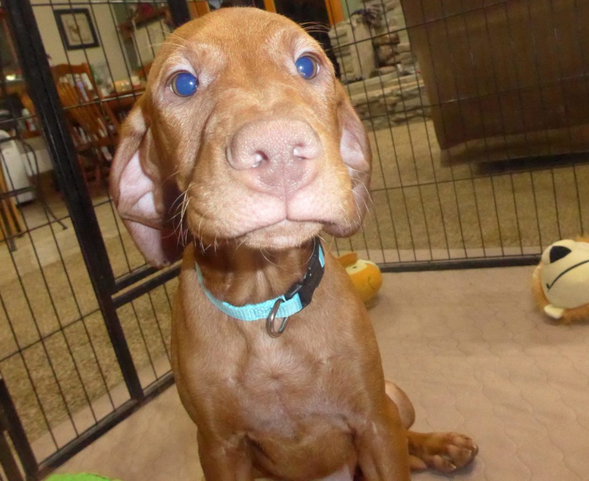 Remington & Rugar's Litter of Vizsla Puppies Born on March 16th - Image 27