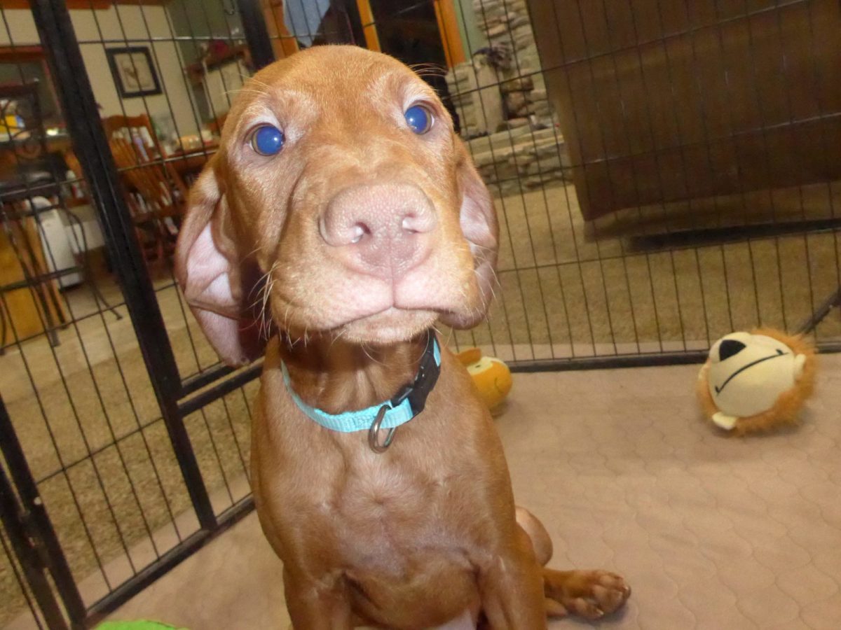 Remington & Rugar's Litter of Vizsla Puppies Born on March 16th - Image 26