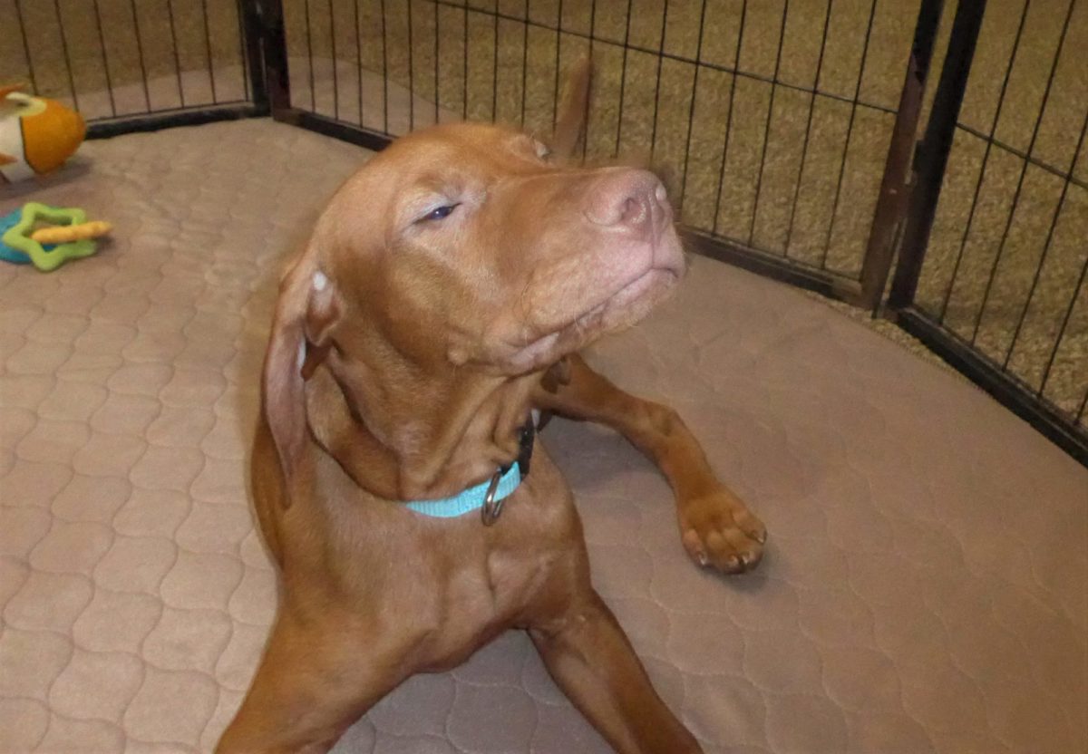 Remington & Rugar's Litter of Vizsla Puppies Born on March 16th - Image 28