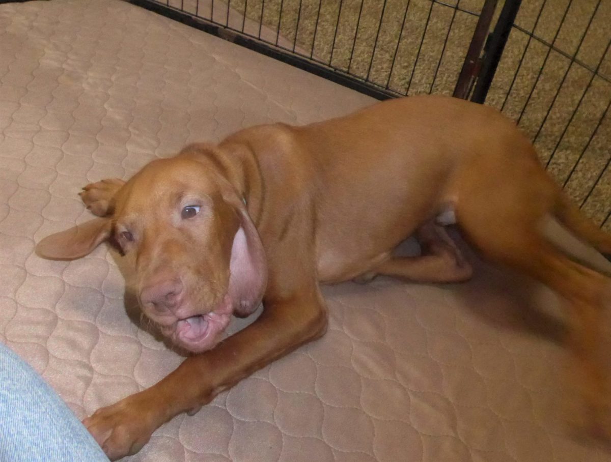 Remington & Rugar's Litter of Vizsla Puppies Born on March 16th - Image 29