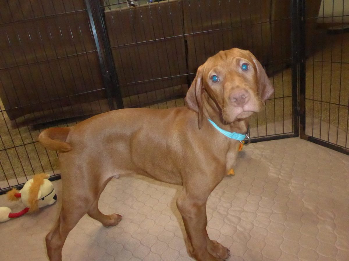Remington & Rugar's Litter of Vizsla Puppies Born on March 16th - Image 30