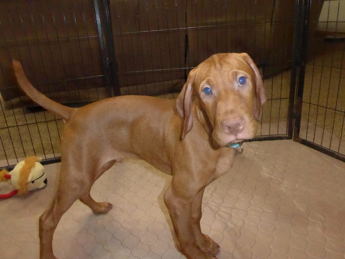 Remington & Rugar's Litter of Vizsla Puppies Born on March 16th - Image 31