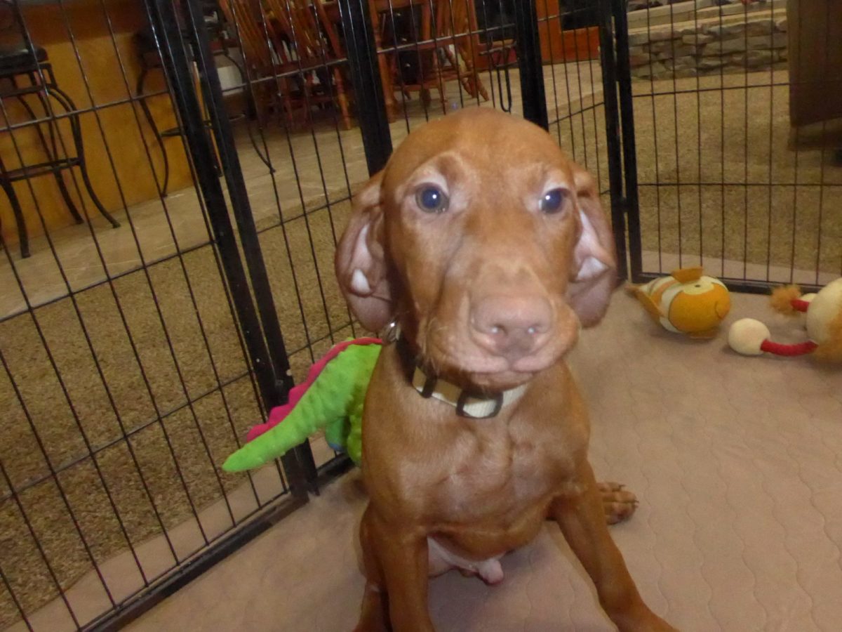 Remington & Rugar's Litter of Vizsla Puppies Born on March 16th - Image 32