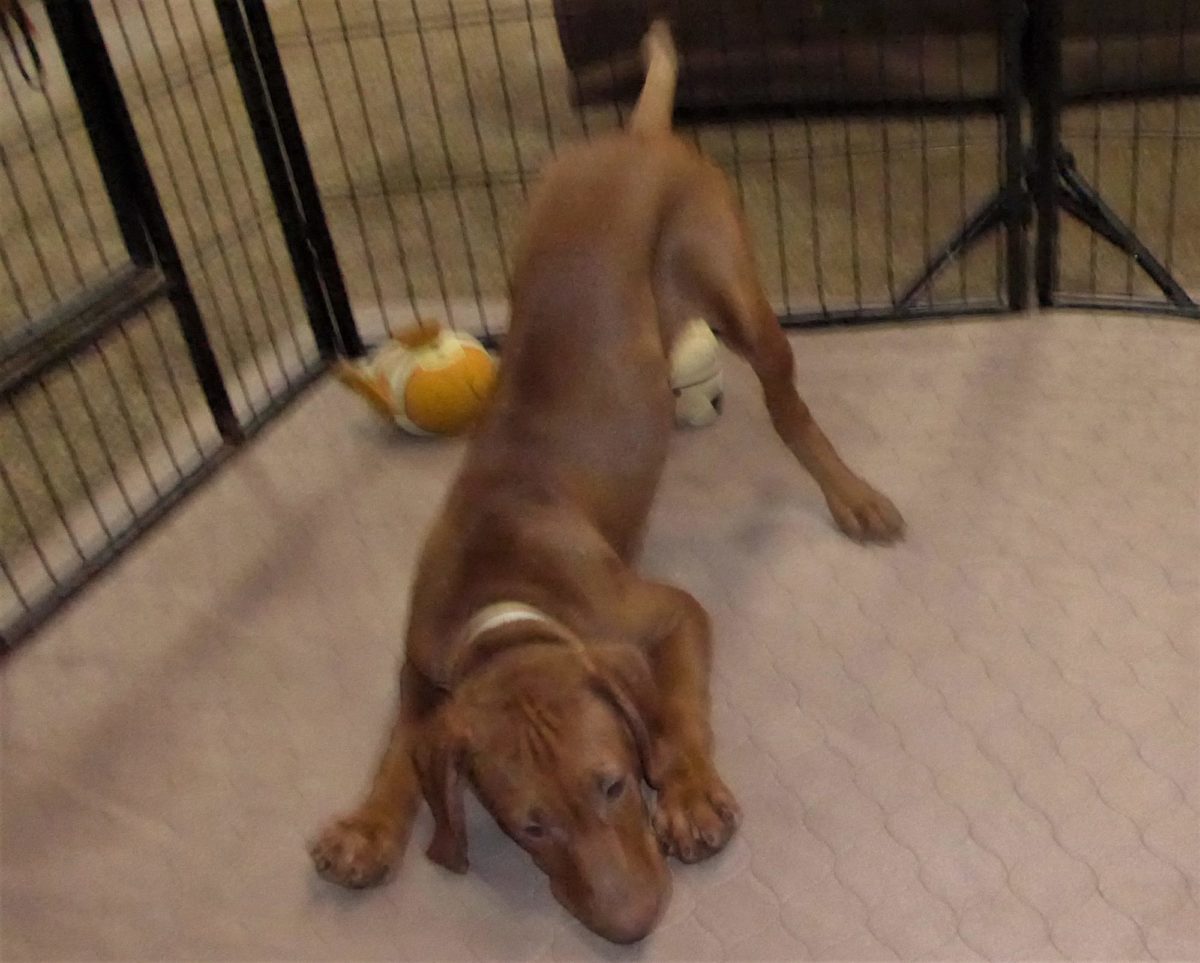 Remington & Rugar's Litter of Vizsla Puppies Born on March 16th - Image 33