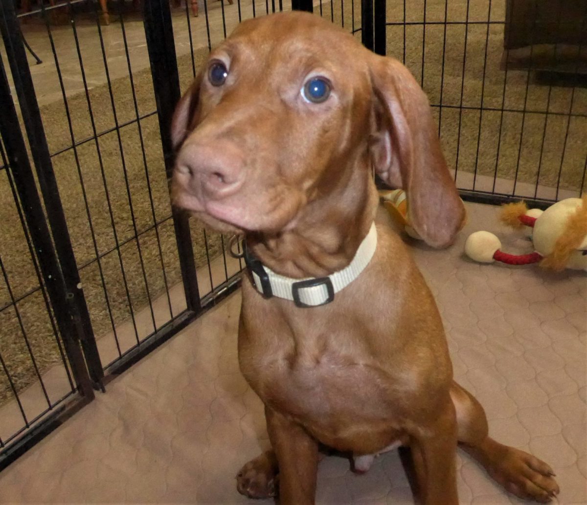 Remington & Rugar's Litter of Vizsla Puppies Born on March 16th - Image 34