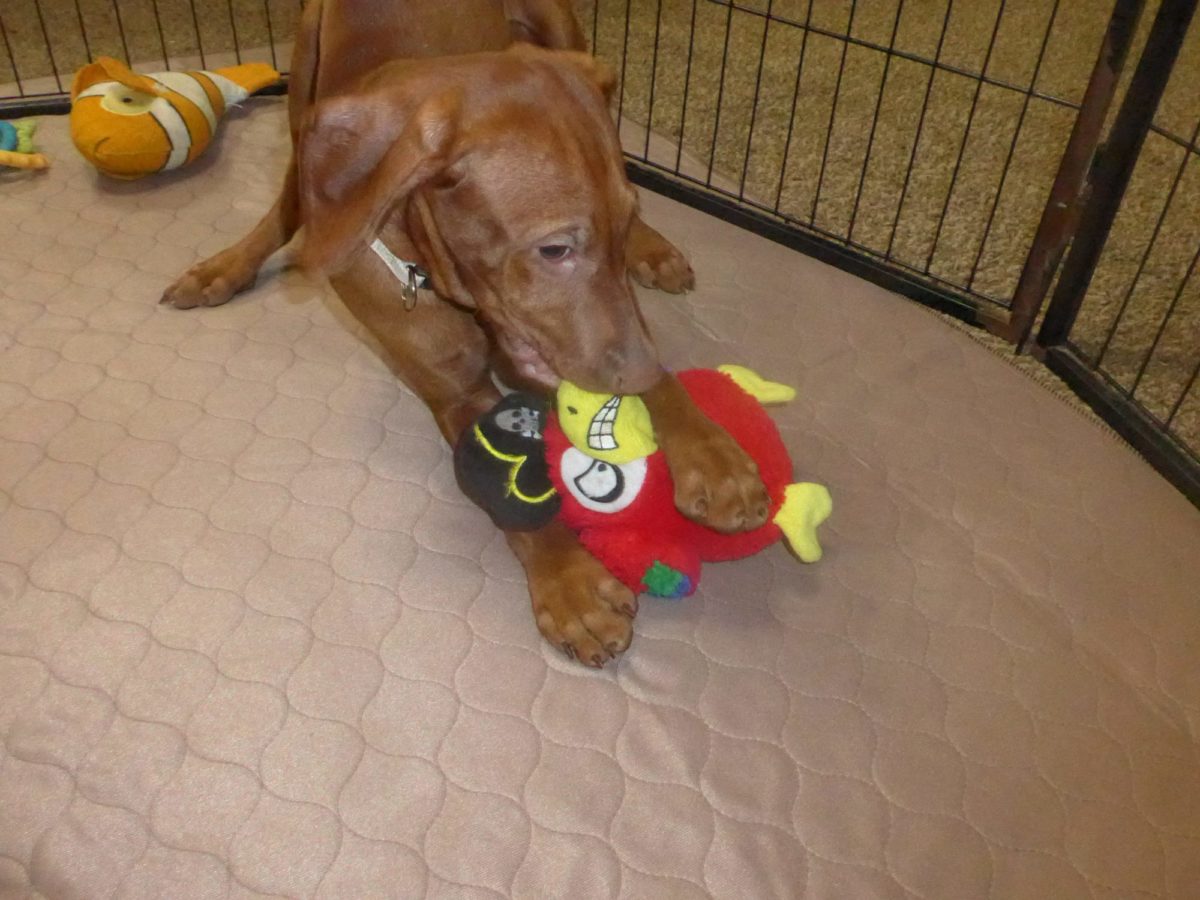 Remington & Rugar's Litter of Vizsla Puppies Born on March 16th - Image 35