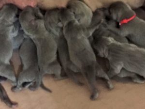 Wrigley & Tank's Blue Weimaraner Litter Was Born on May 17st