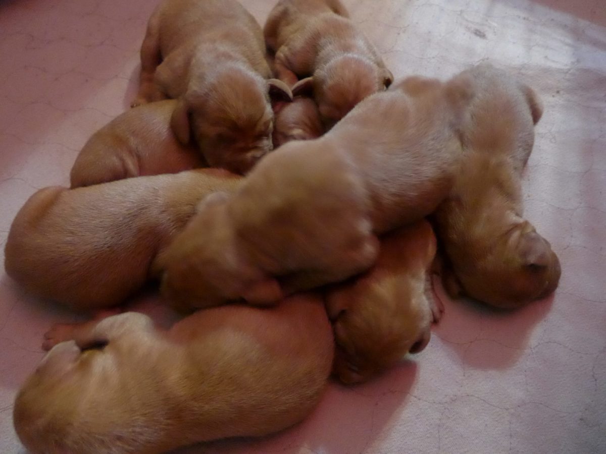 Riley & Ruger's Vizsla Litter Born on May 22nd - Image 7