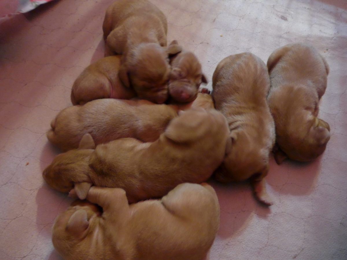 Riley & Ruger's Vizsla Litter Born on May 22nd - Image 6