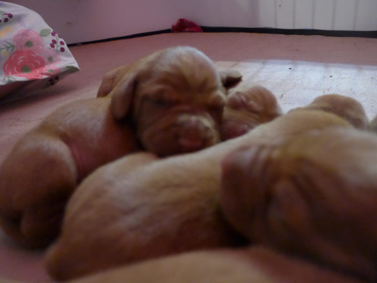 Riley & Ruger's Vizsla Litter Born on May 22nd - Image 4