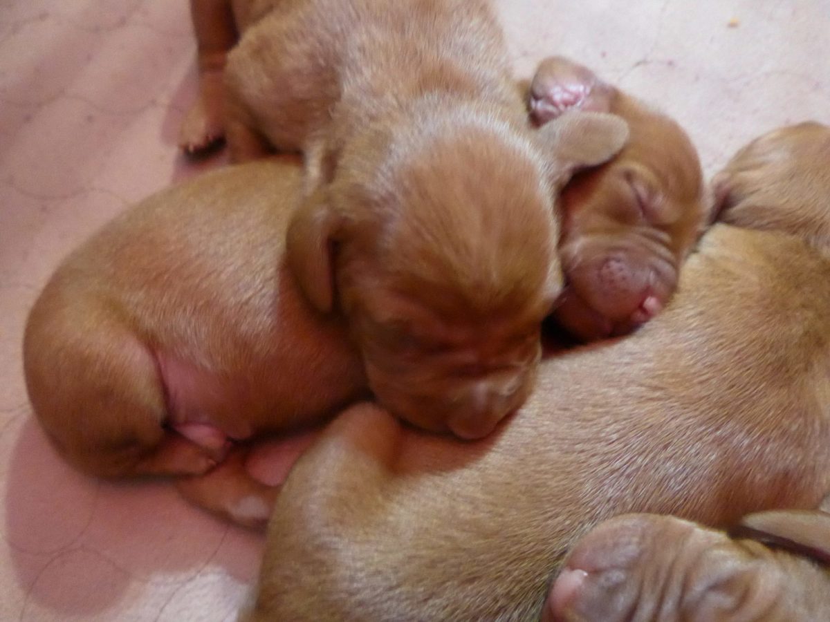 Riley & Ruger's Vizsla Litter Born on May 22nd - Image 3