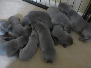 Lilly & Tank's Blue Weimaraner Litter Born on May 23rd