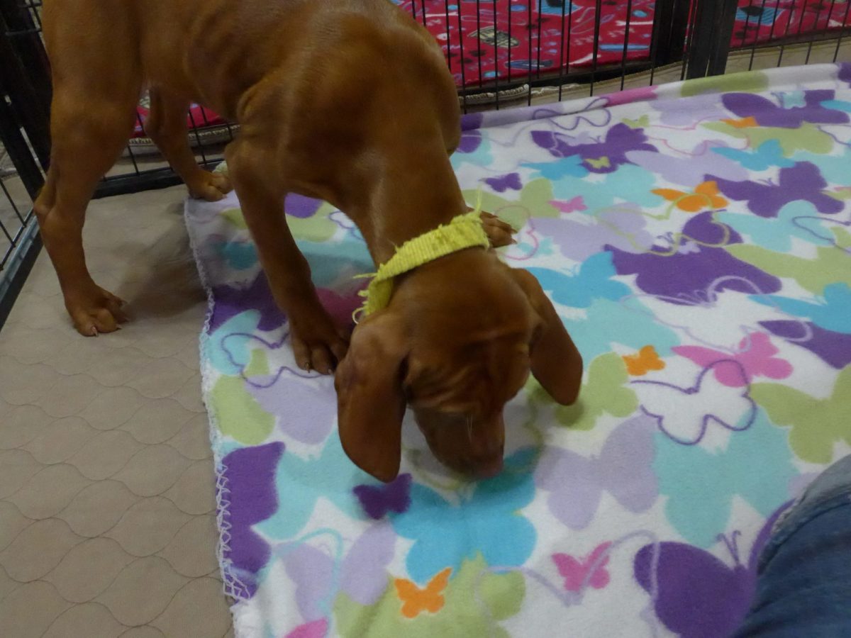 Remington & Rugar's Litter of Vizsla Puppies Born on March 16th - Image 11