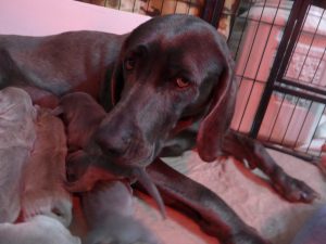 Zoey & Colt's Blue & Silver Weimaraner Litter Was Born on May 28th