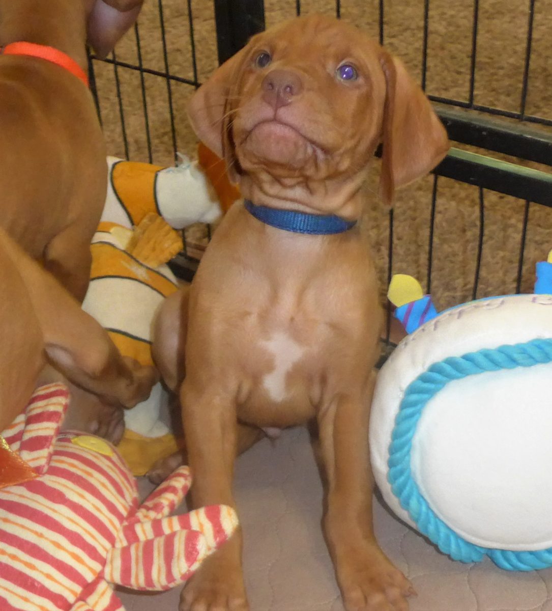 Riley & Ruger's Vizsla Litter Born on May 22nd - Image 8