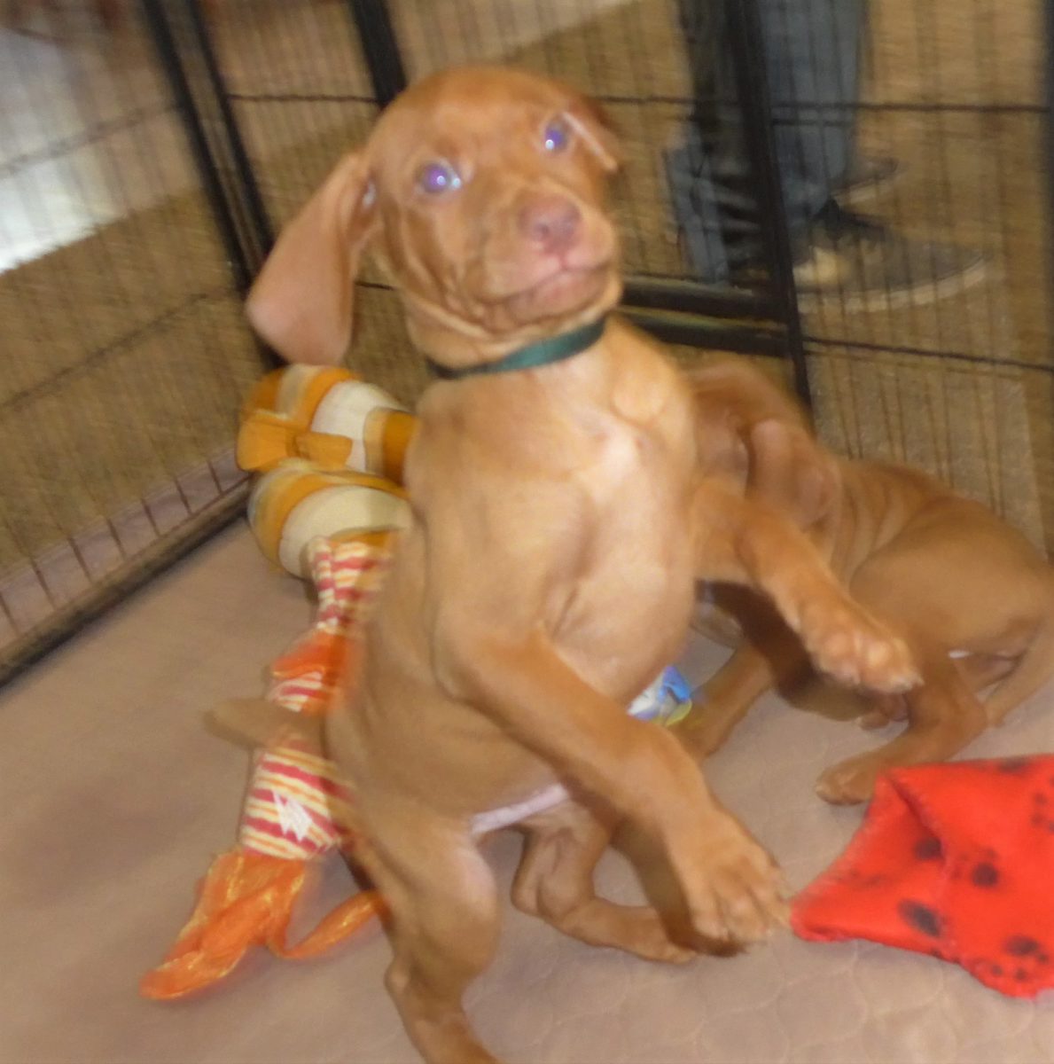 Riley & Ruger's Vizsla Litter Born on May 22nd - Image 9