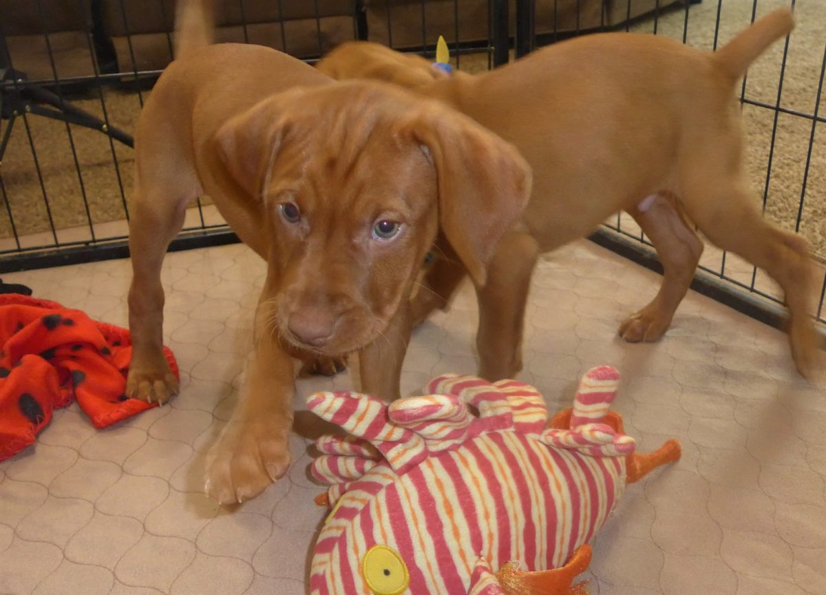 Riley & Ruger's Vizsla Litter Born on May 22nd - Image 11