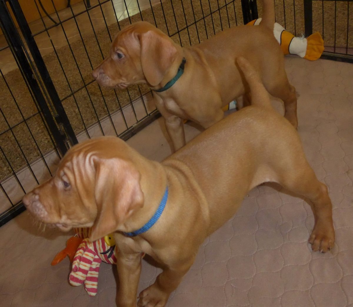 Riley & Ruger's Vizsla Litter Born on May 22nd - Image 14