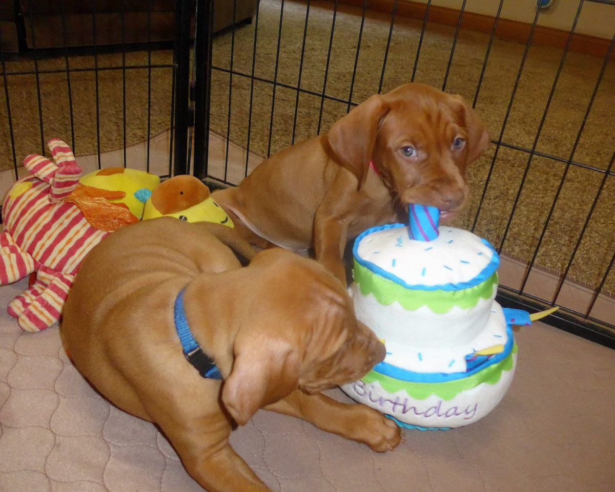 Riley & Ruger's Vizsla Litter Born on May 22nd - Image 15