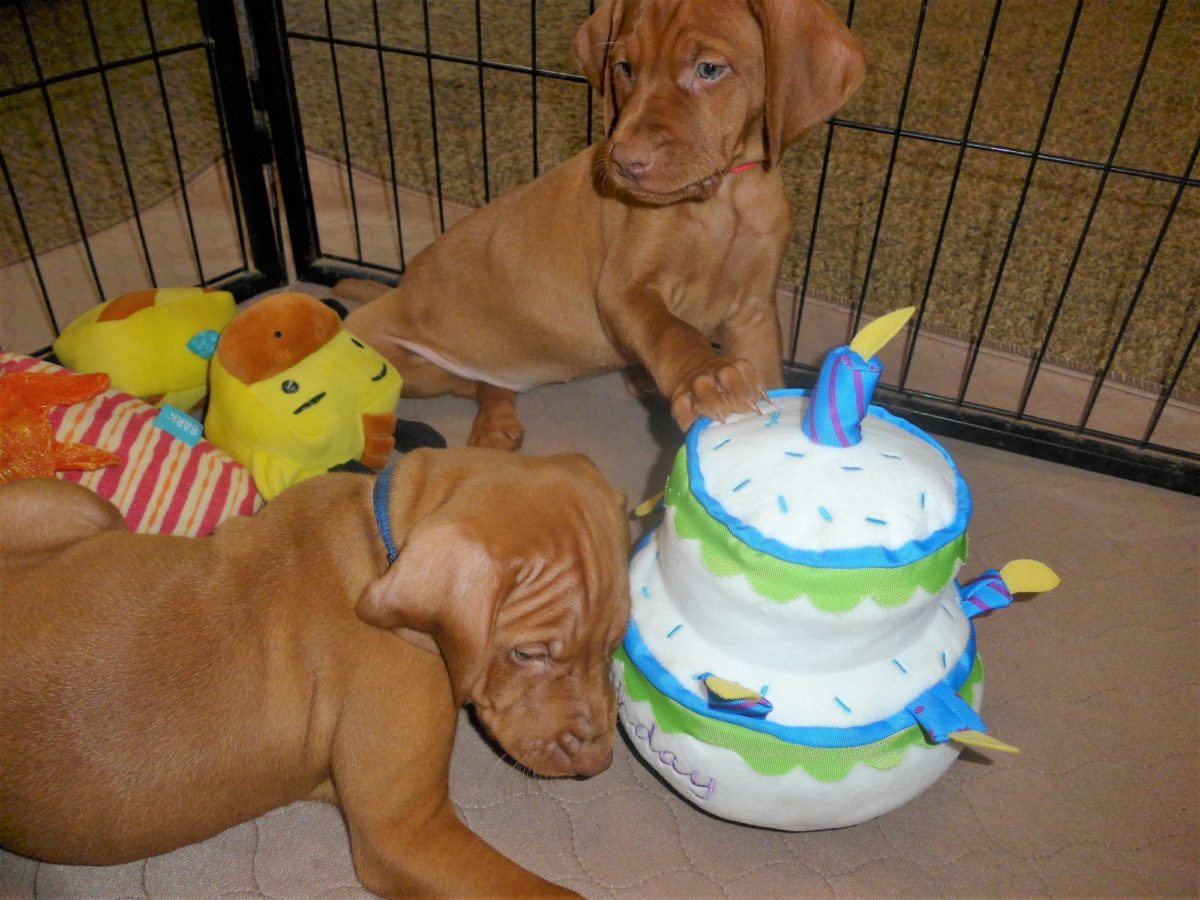 Riley & Ruger's Vizsla Litter Born on May 22nd - Image 22