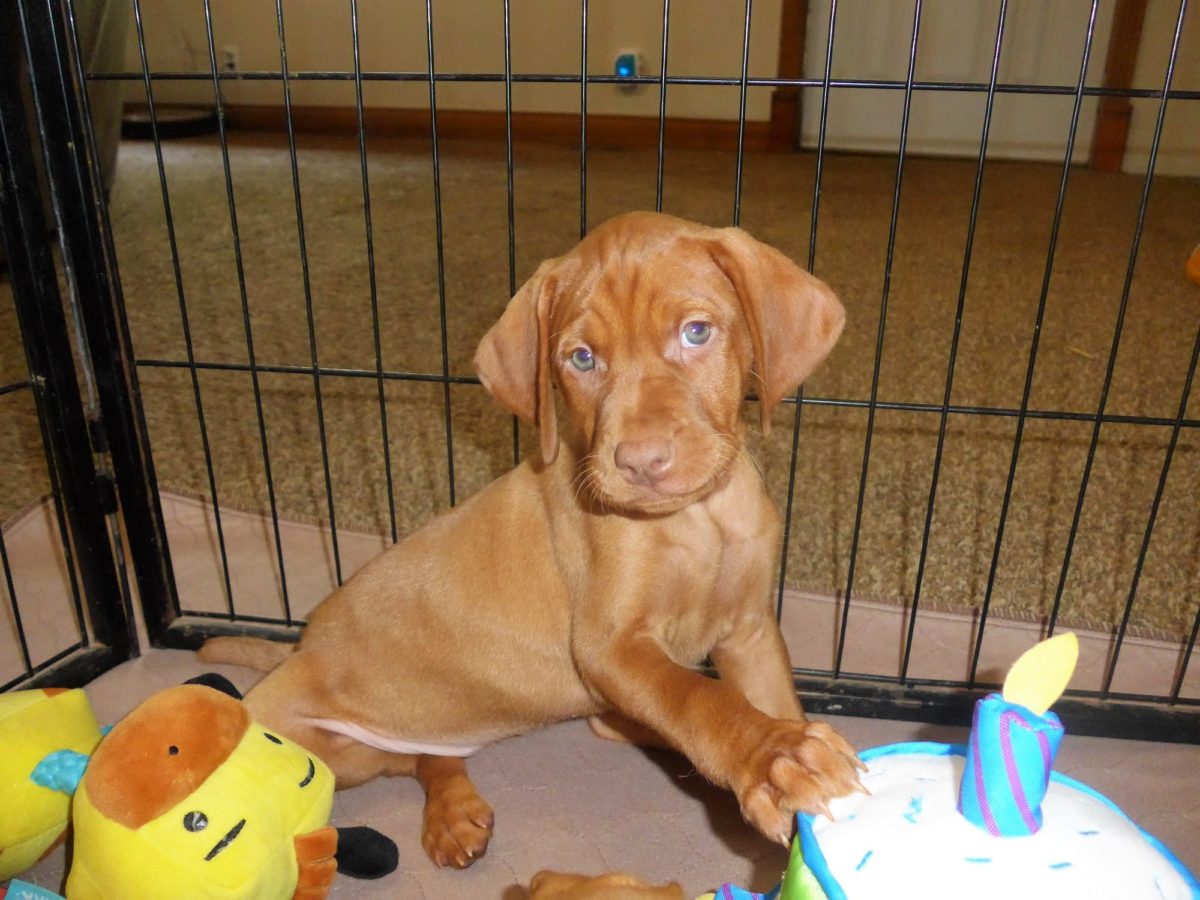 Riley & Ruger's Vizsla Litter Born on May 22nd - Image 23