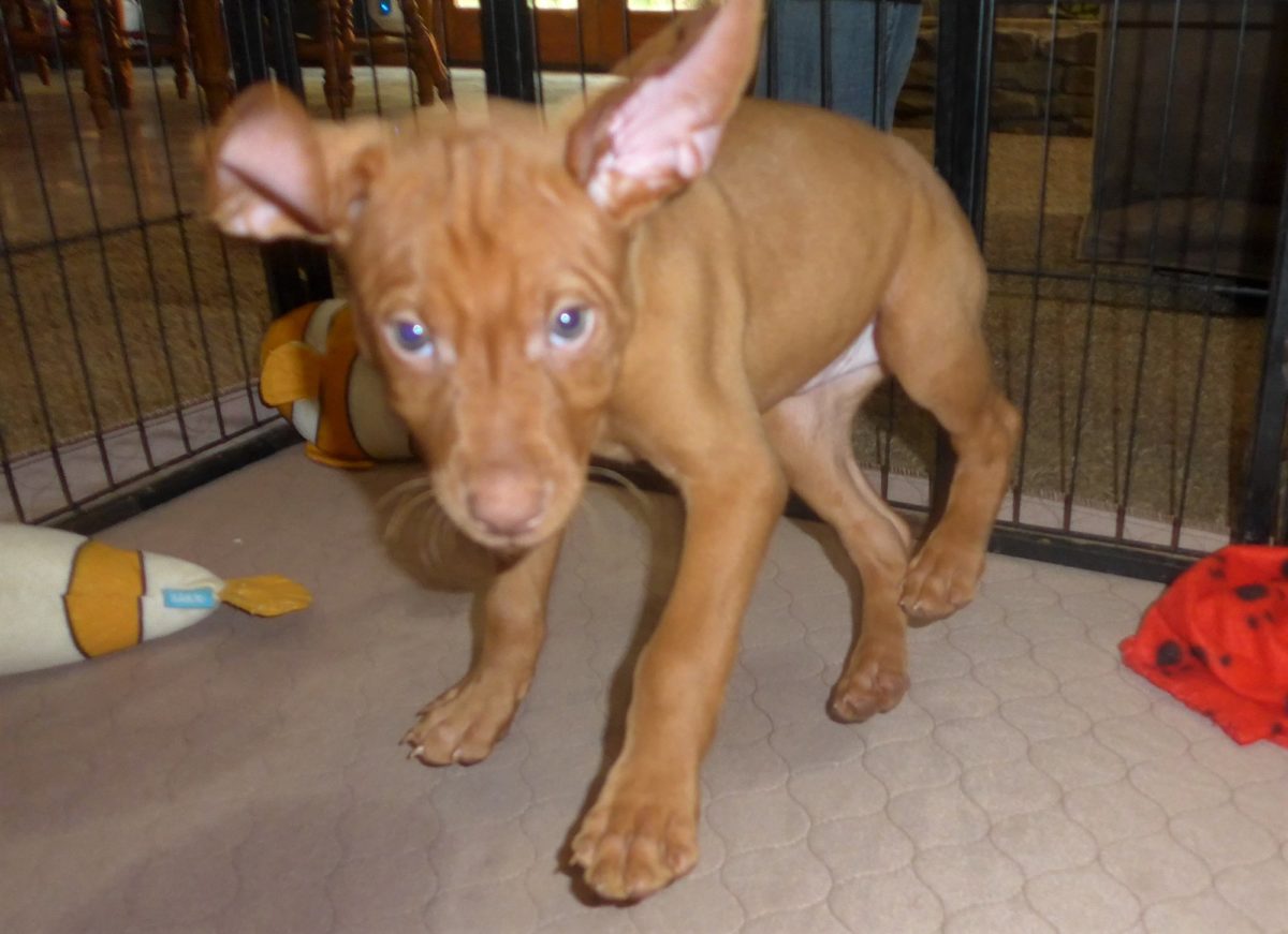 Riley & Ruger's Vizsla Litter Born on May 22nd - Image 16