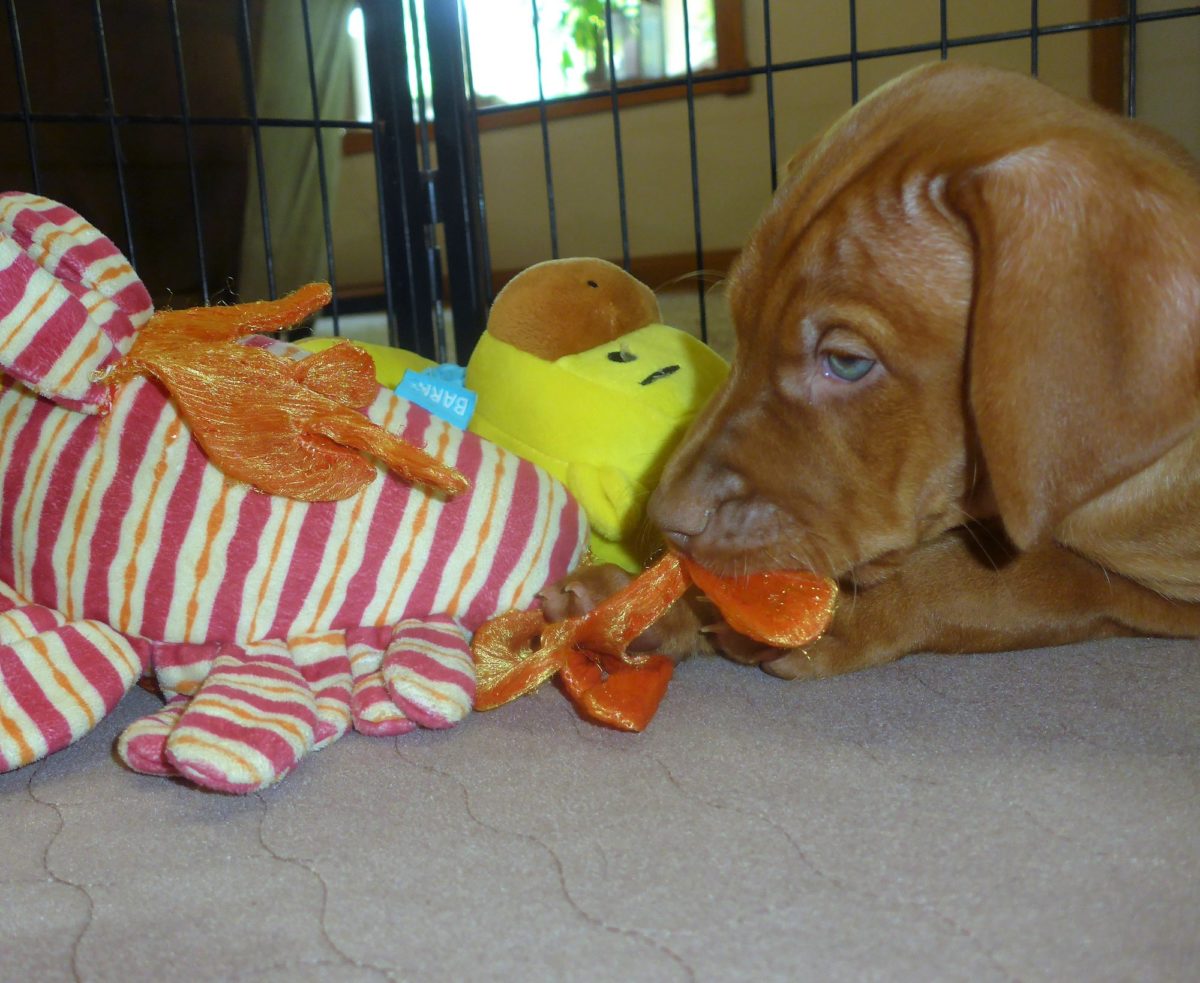 Riley & Ruger's Vizsla Litter Born on May 22nd - Image 18