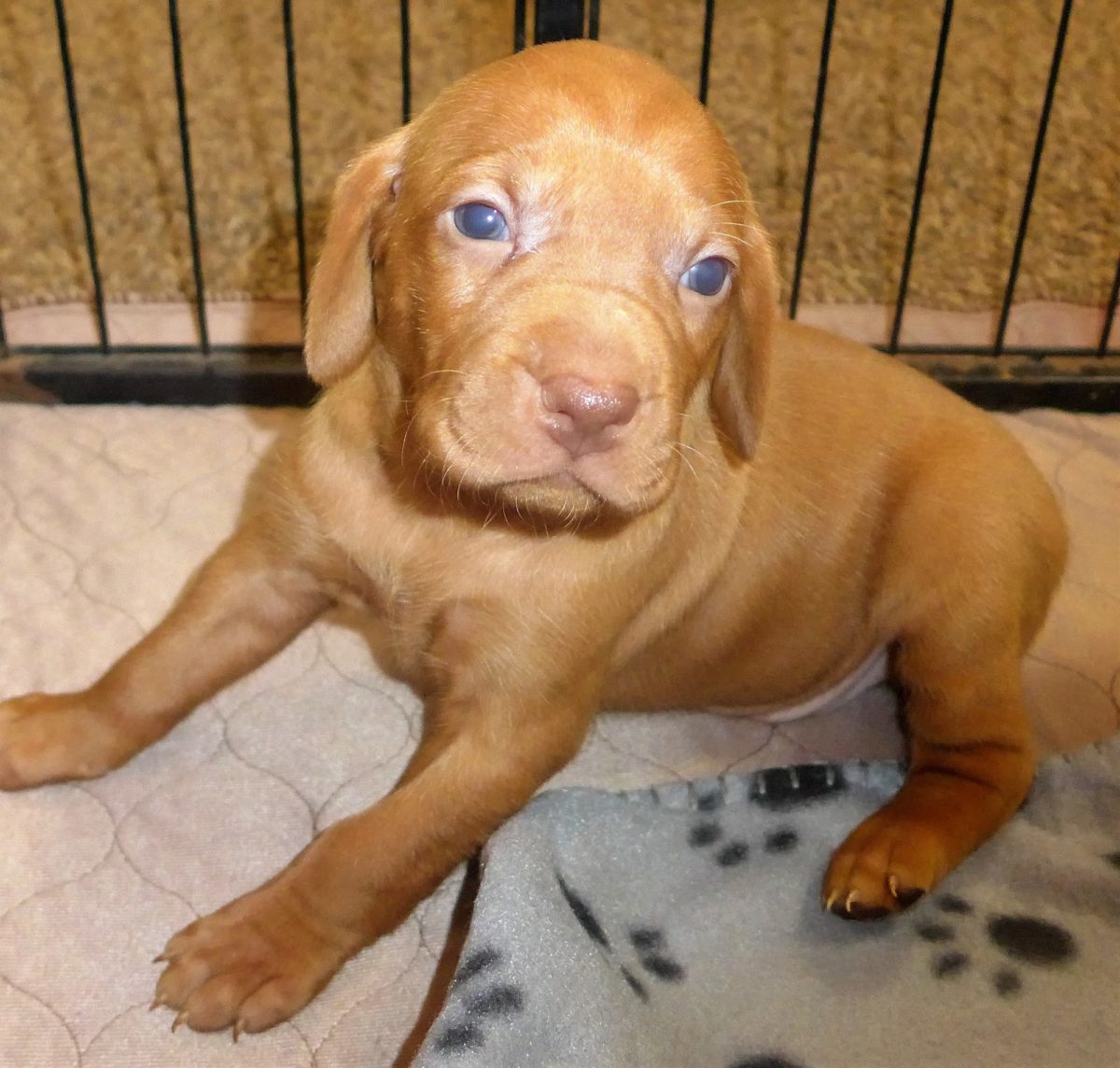 Riley & Ruger's Vizsla Litter Born on May 22nd - Image 24