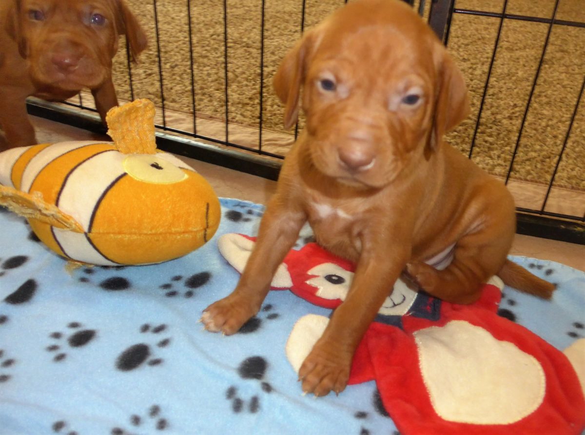 Riley & Ruger's Vizsla Litter Born on May 22nd - Image 21