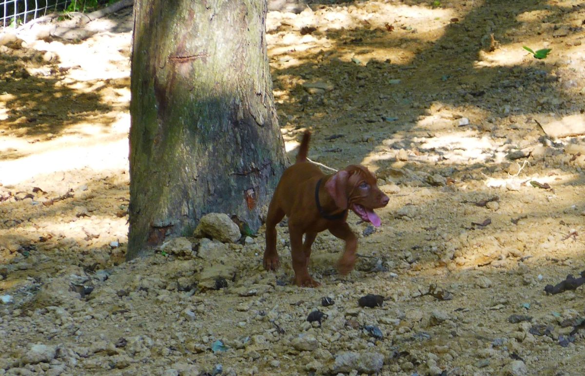 Riley & Ruger's Vizsla Litter Born on May 22nd - Image 25