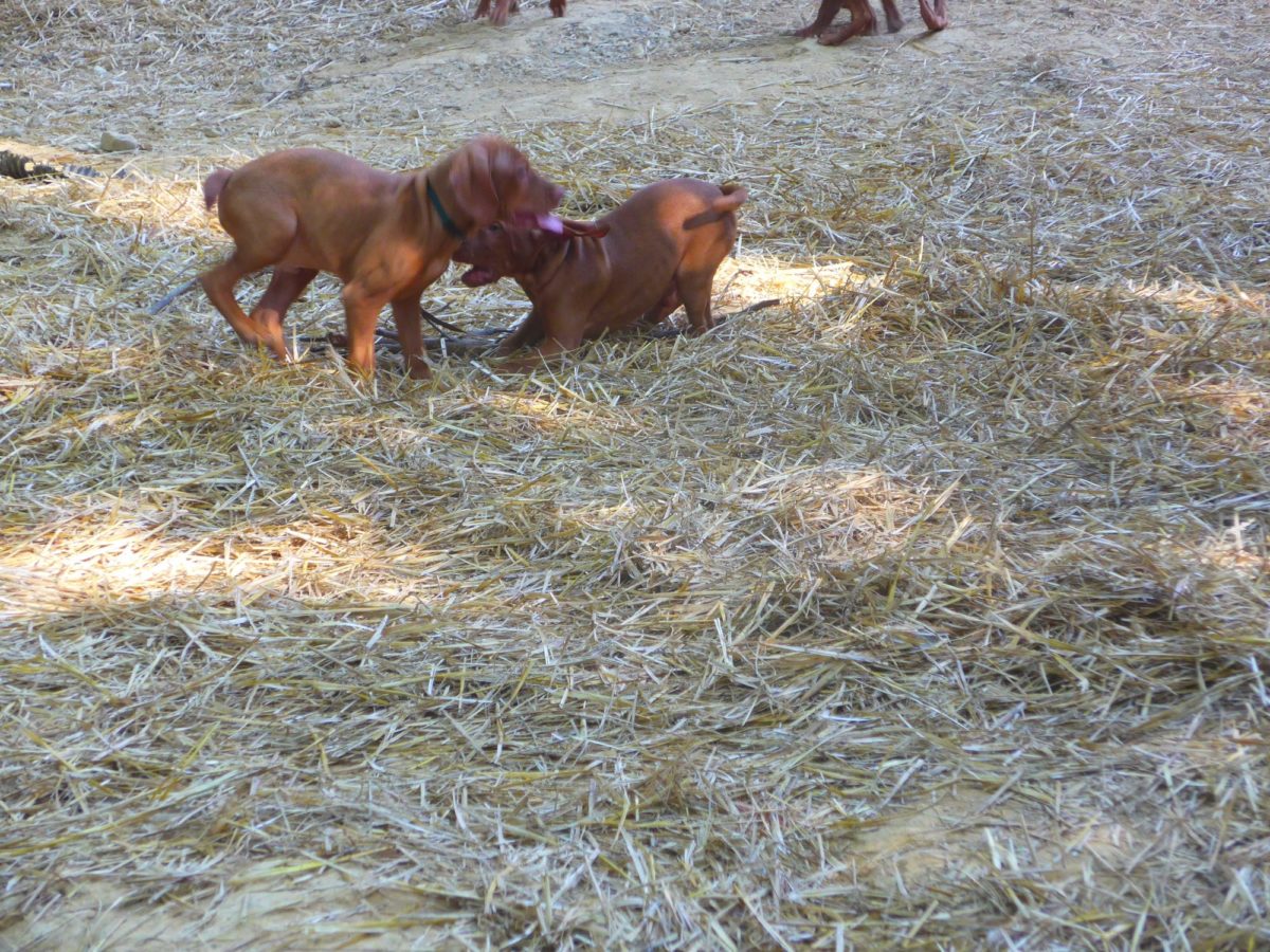 Riley & Ruger's Vizsla Litter Born on May 22nd - Image 26