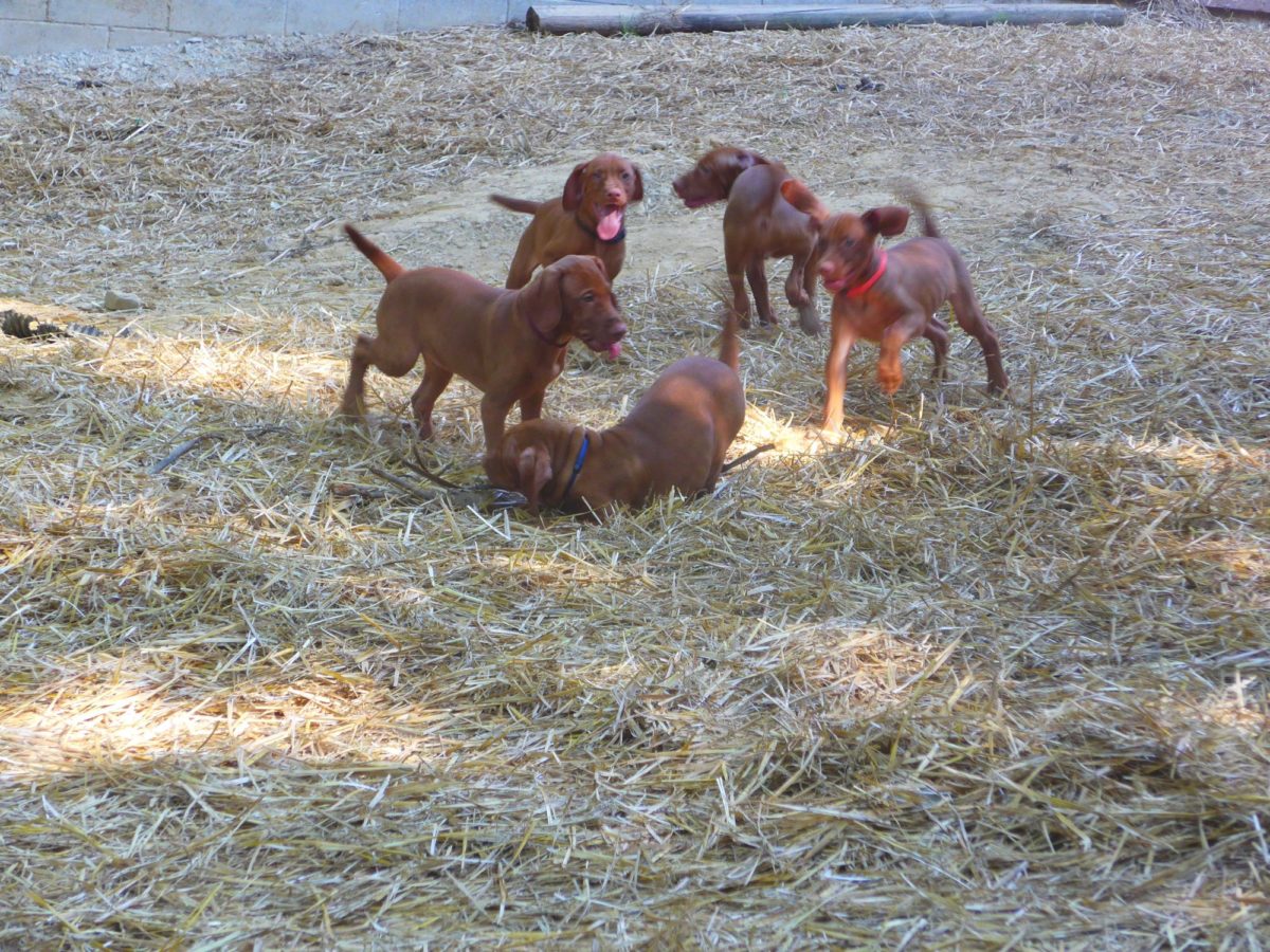 Riley & Ruger's Vizsla Litter Born on May 22nd - Image 27