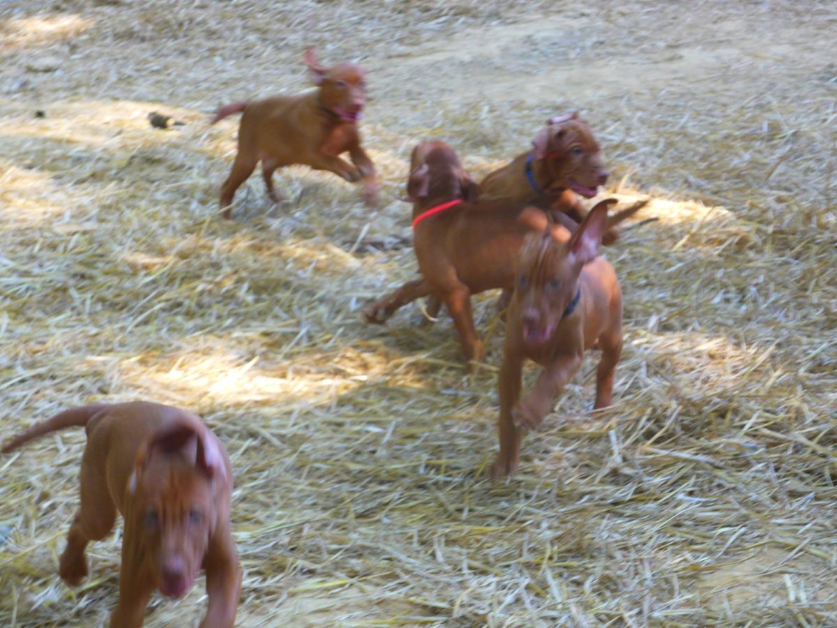 Riley & Ruger's Vizsla Litter Born on May 22nd - Image 28