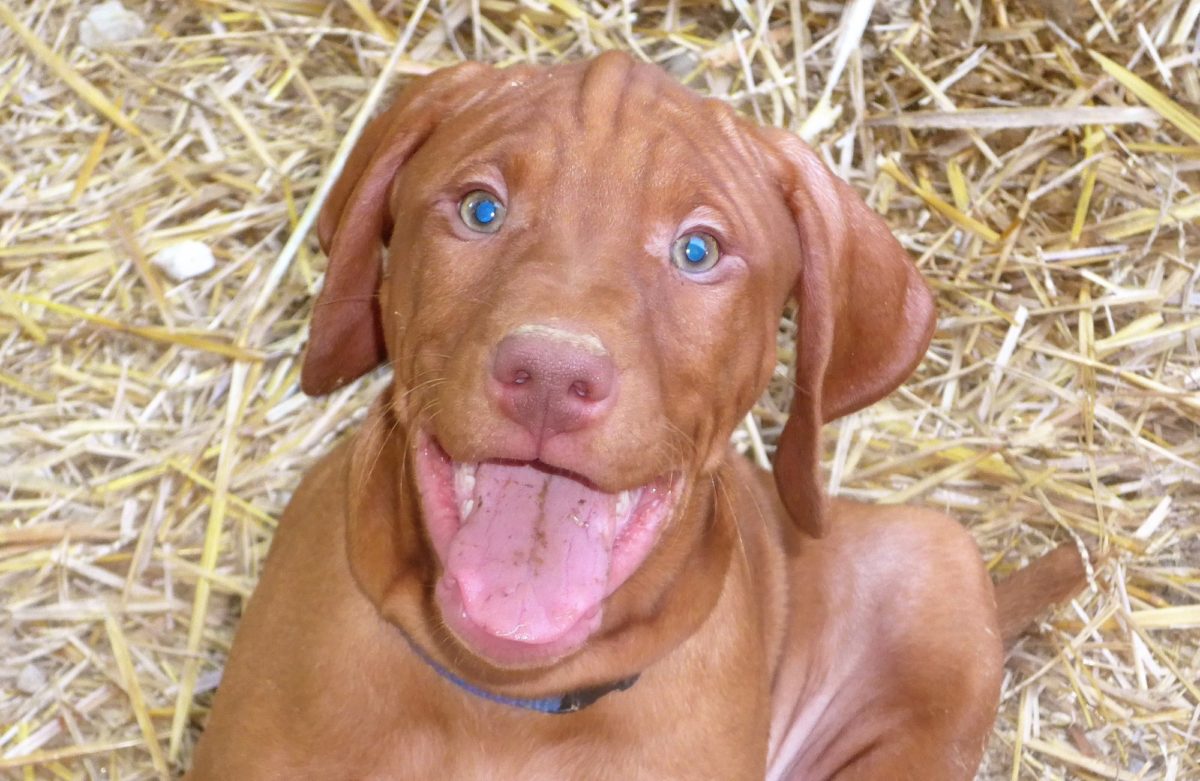 Riley & Ruger's Vizsla Litter Born on May 22nd - Image 32