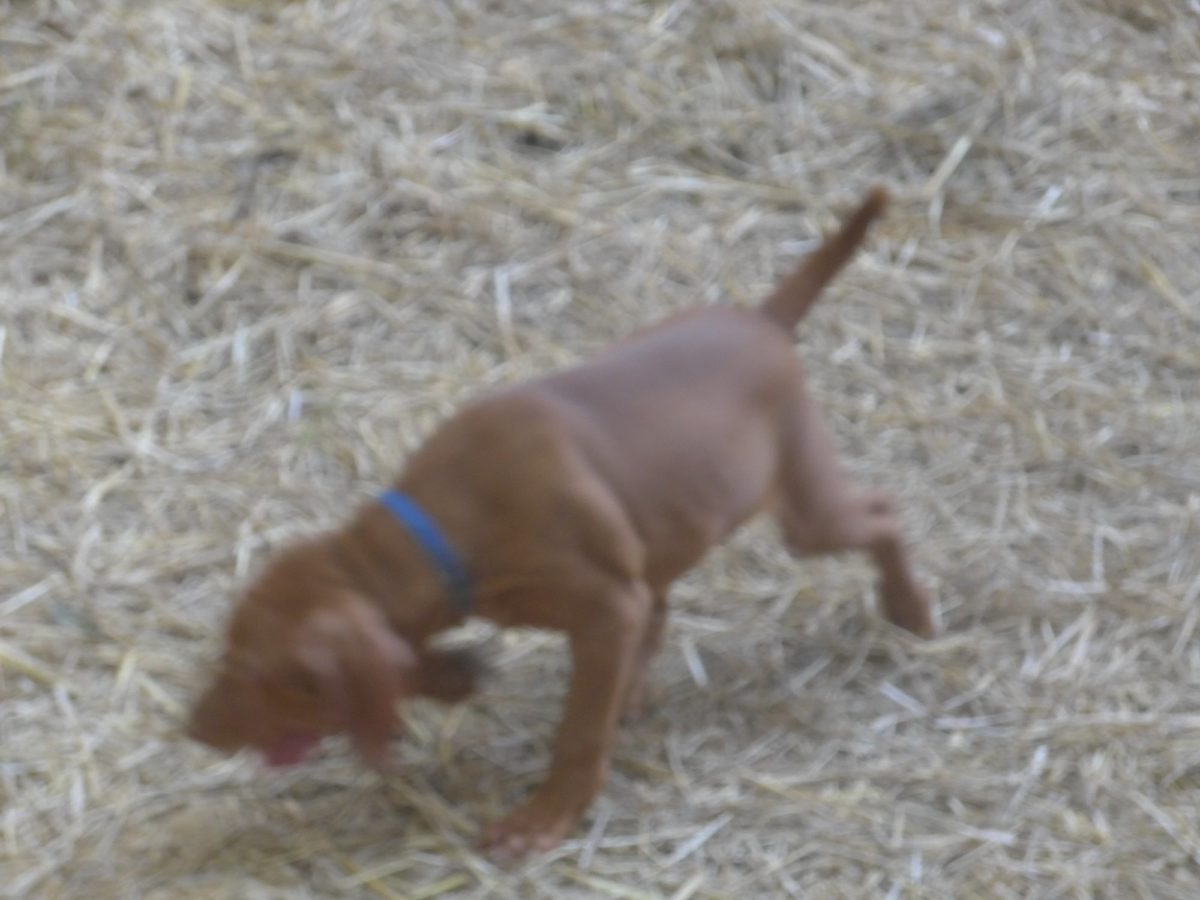 Riley & Ruger's Vizsla Litter Born on May 22nd - Image 33