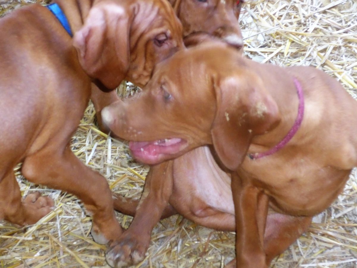Riley & Ruger's Vizsla Litter Born on May 22nd - Image 34