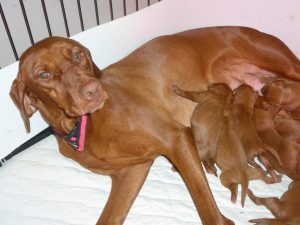 Abigail & Rugar's Litter of Vizsla Puppies Are Due Anytime Now