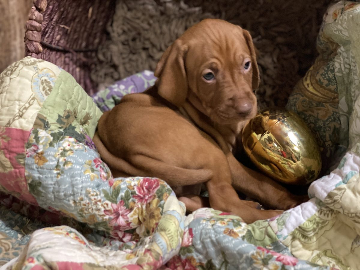Avery & Maximums Vizsla Puppies Born February 3rd ((((Vizsla Puppies Are Sold Out))) - Image 40