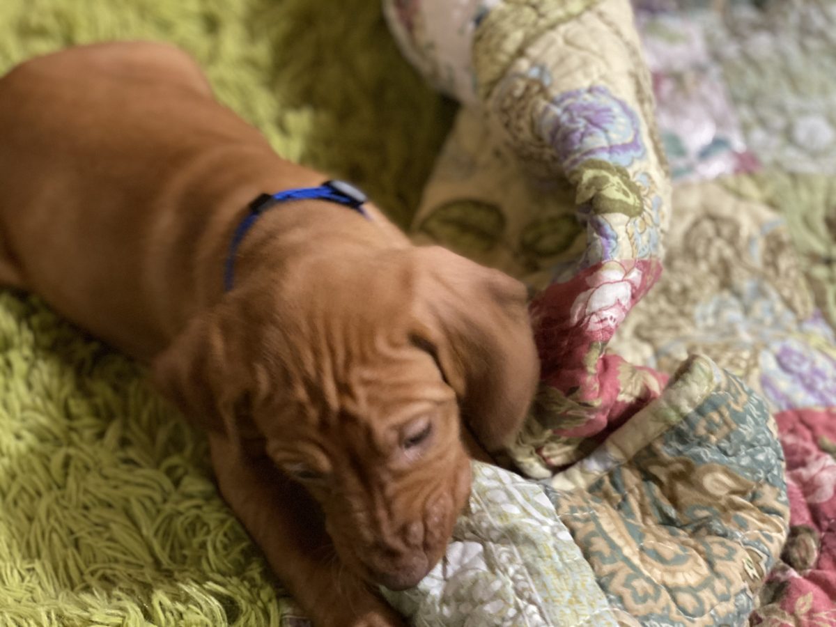 Avery & Maximums Vizsla Puppies Born February 3rd ((((Vizsla Puppies Are Sold Out))) - Image 33