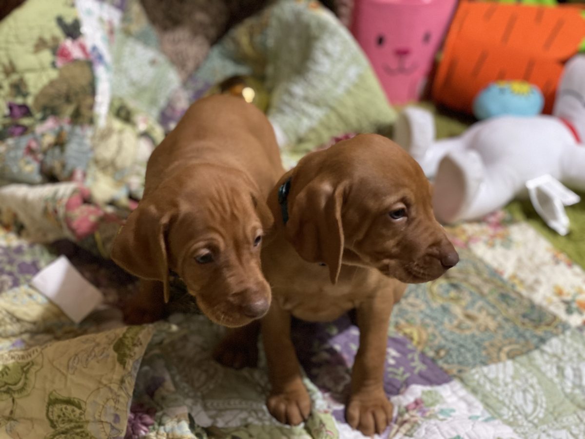 Avery & Maximums Vizsla Puppies Born February 3rd ((((Vizsla Puppies Are Sold Out))) - Image 32