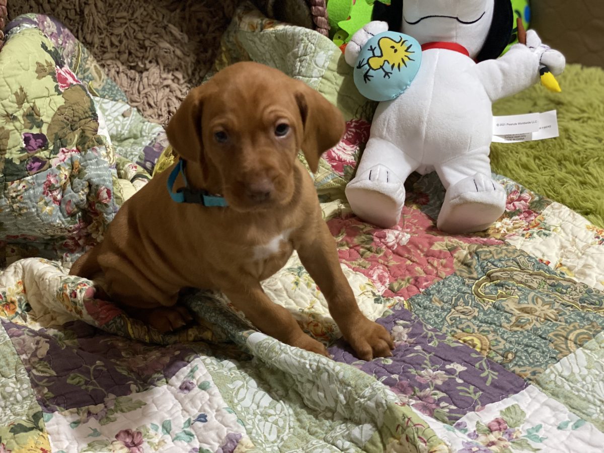 Avery & Maximums Vizsla Puppies Born February 3rd ((((Vizsla Puppies Are Sold Out))) - Image 39
