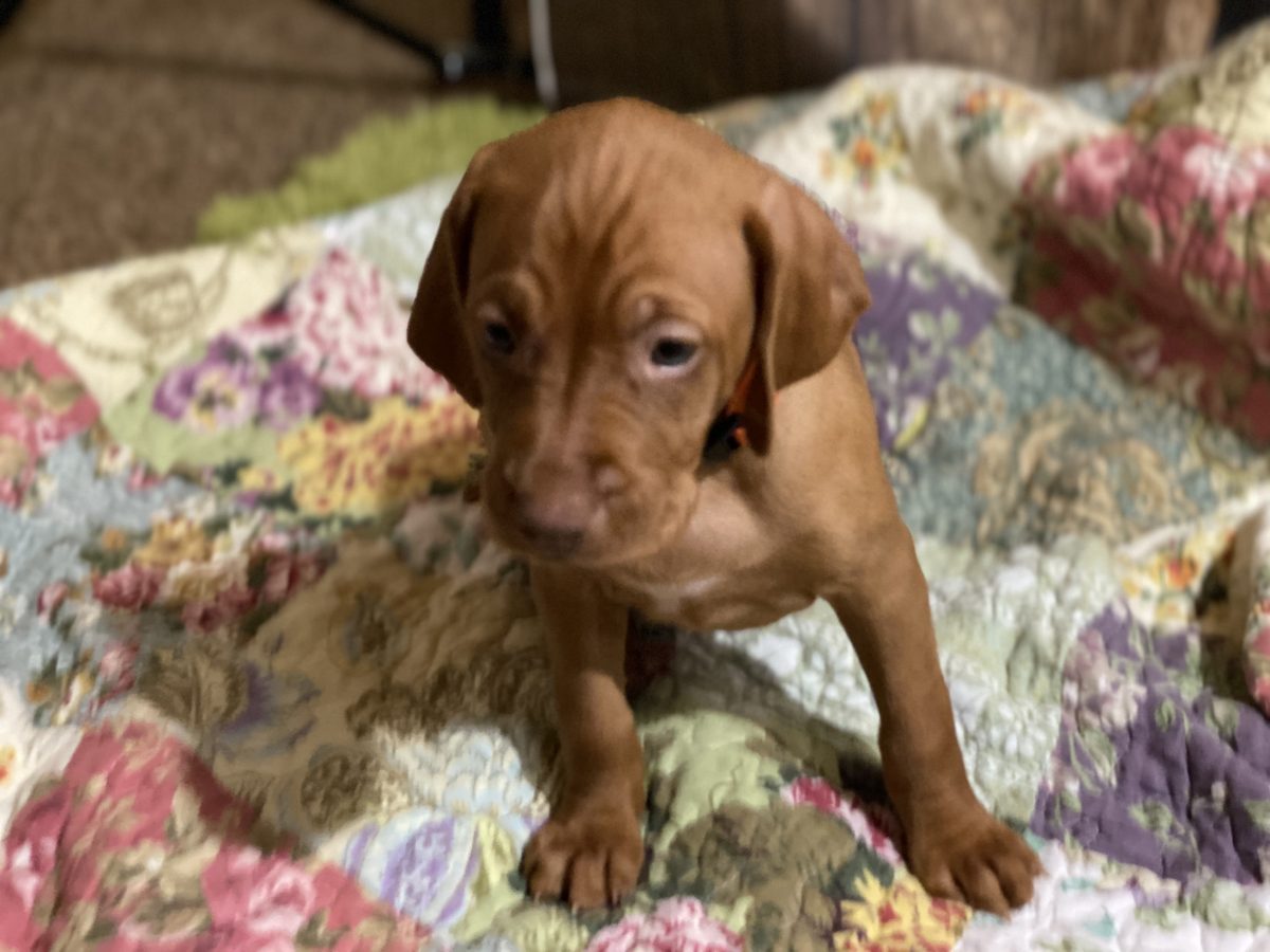 Avery & Maximums Vizsla Puppies Born February 3rd ((((Vizsla Puppies Are Sold Out))) - Image 37