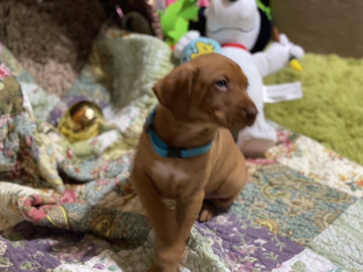 Avery & Maximums Vizsla Puppies Born February 3rd ((((Vizsla Puppies Are Sold Out))) - Image 38