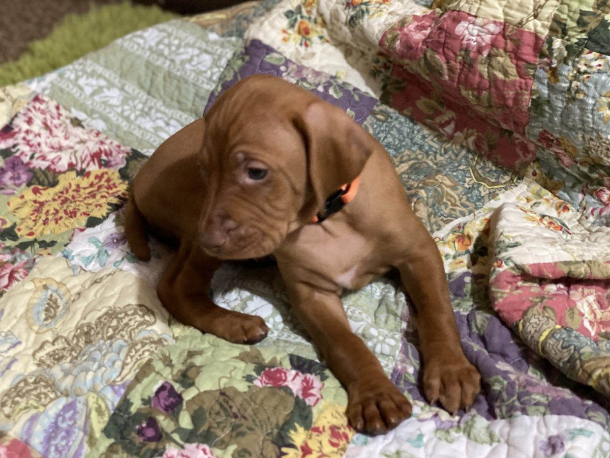 Avery & Maximums Vizsla Puppies Born February 3rd ((((Vizsla Puppies Are Sold Out))) - Image 36